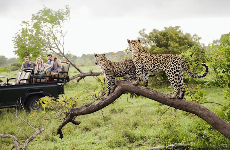 what safety measures should visitors know about african safari wildlife park?