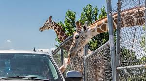 are there group rates or discounts available at african safari wildlife park?