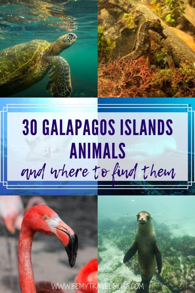 what makes the animals of galapagos islands animals unique?