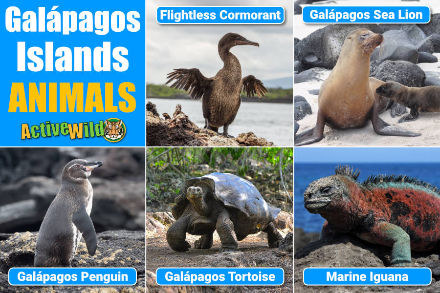 what kinds of animals are only found on galapagos islands animals?