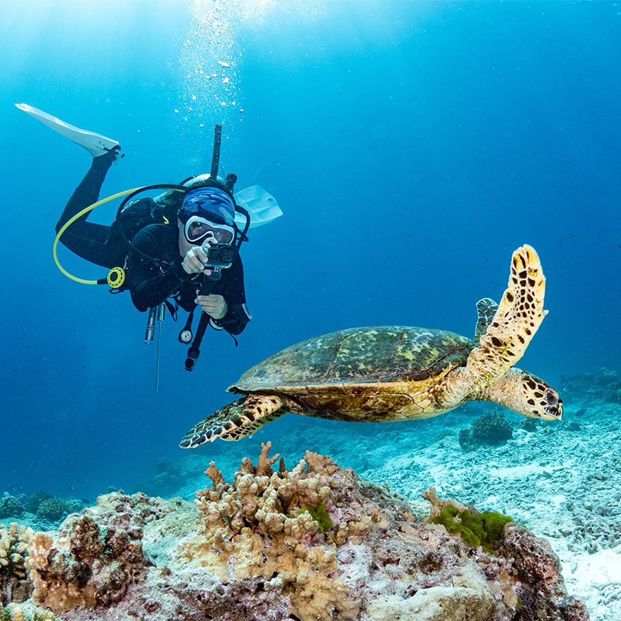are the best scuba diving in the world suitable for beginers?