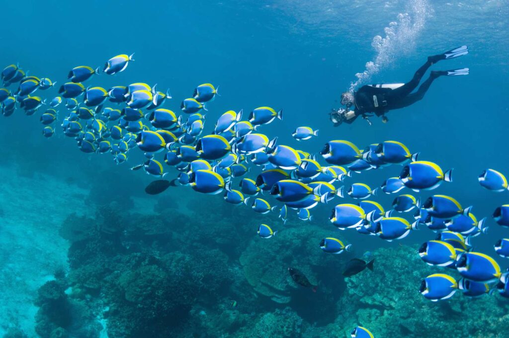 when to go for the best scuba diving in the world?