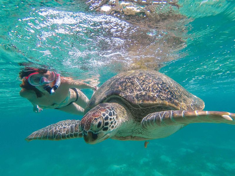 is snorkeling with turtles safe?
