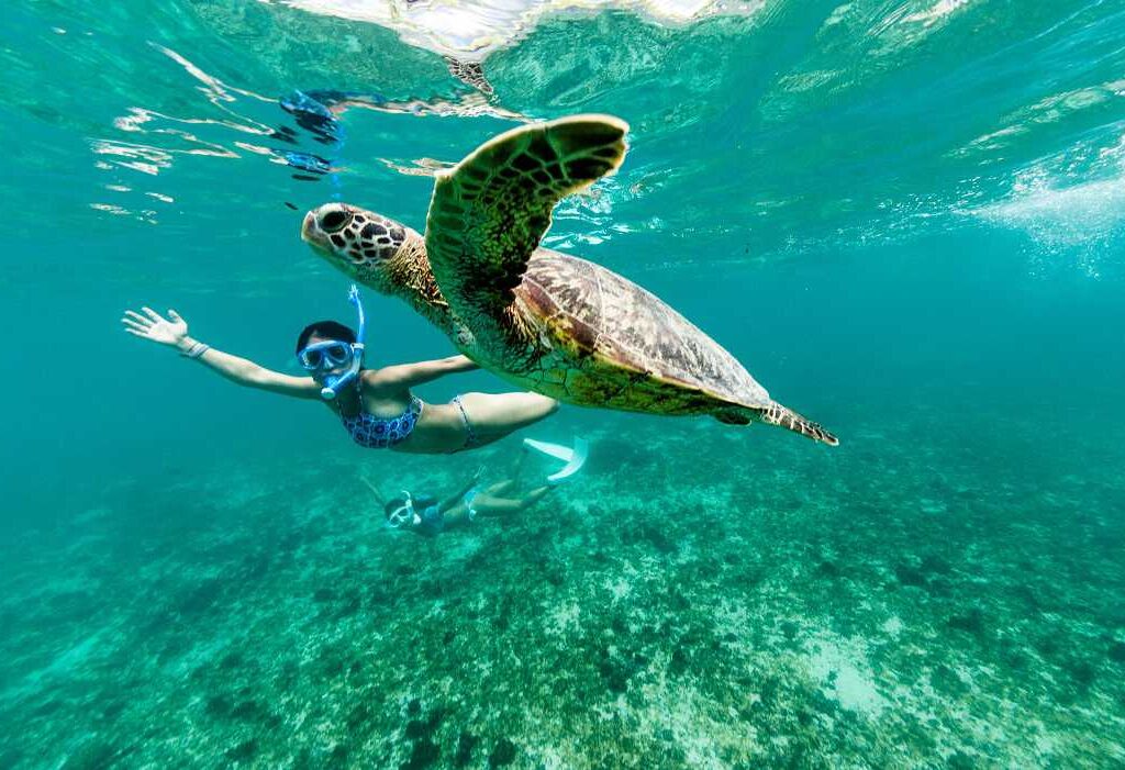 what is meant by snorkeling with turtles?