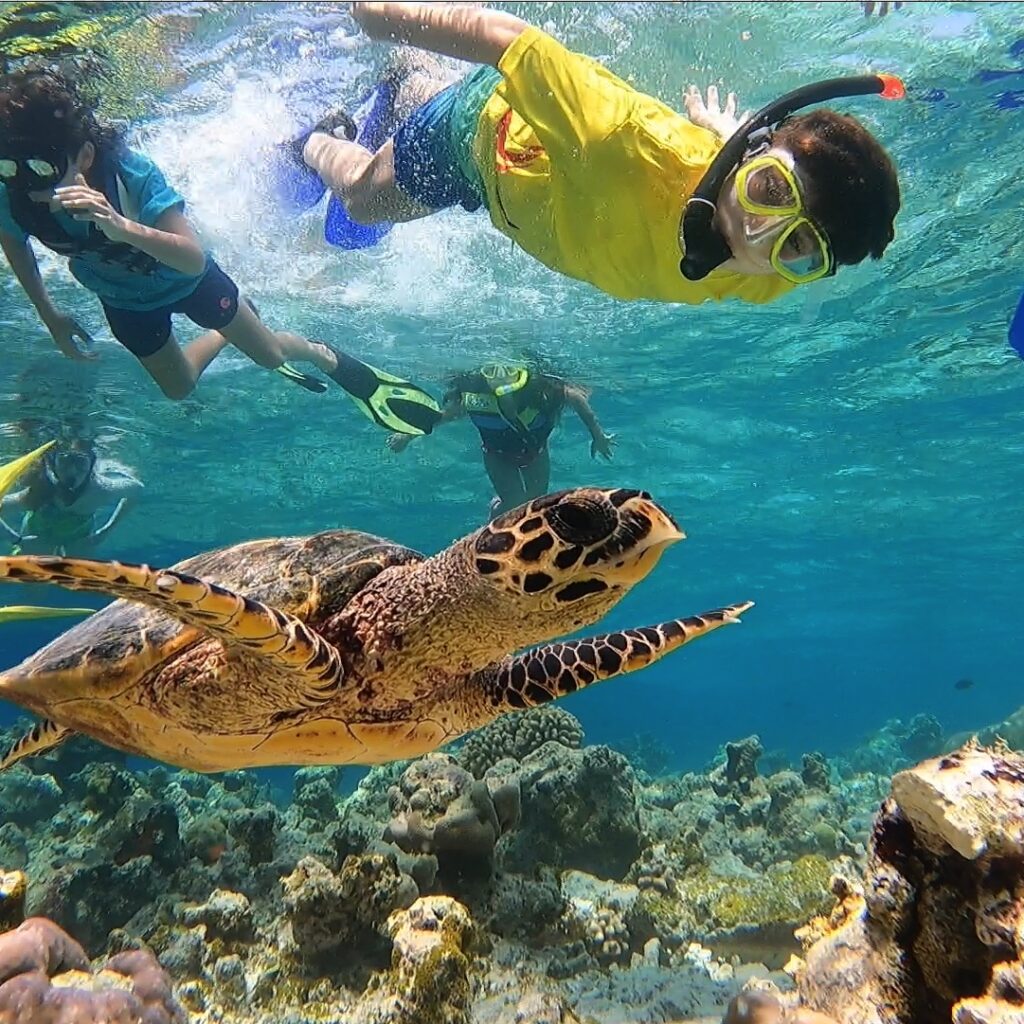what should i bring for snorkeling with turtles?