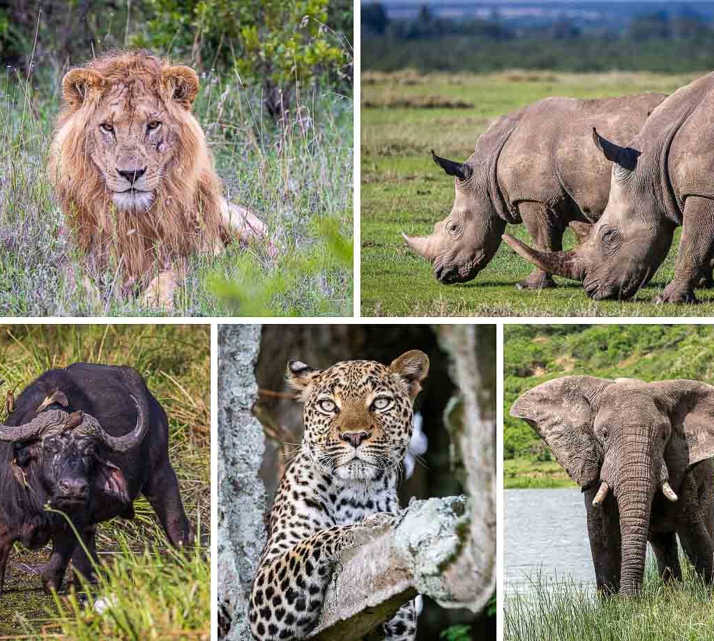 what is the best time to view the big five animals?