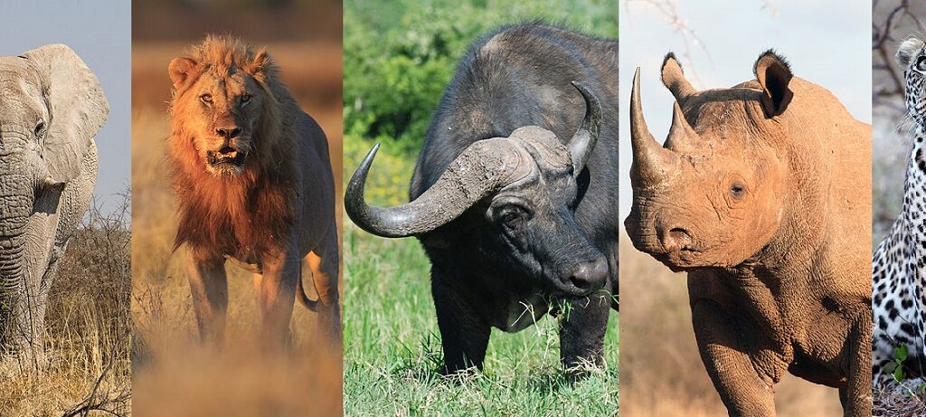 what is meant by the big five animals?