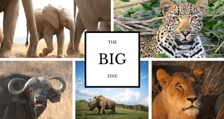 are any of the big five animals endangered?