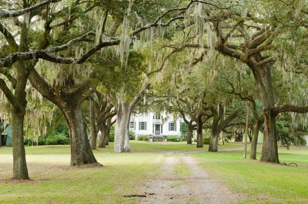 what is mcleod plantation known for?