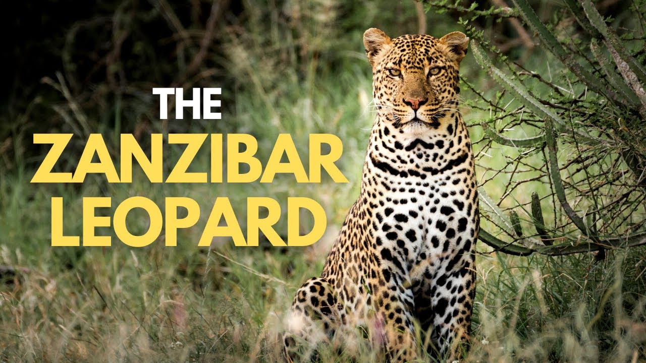 what is the zanzibar leopard?