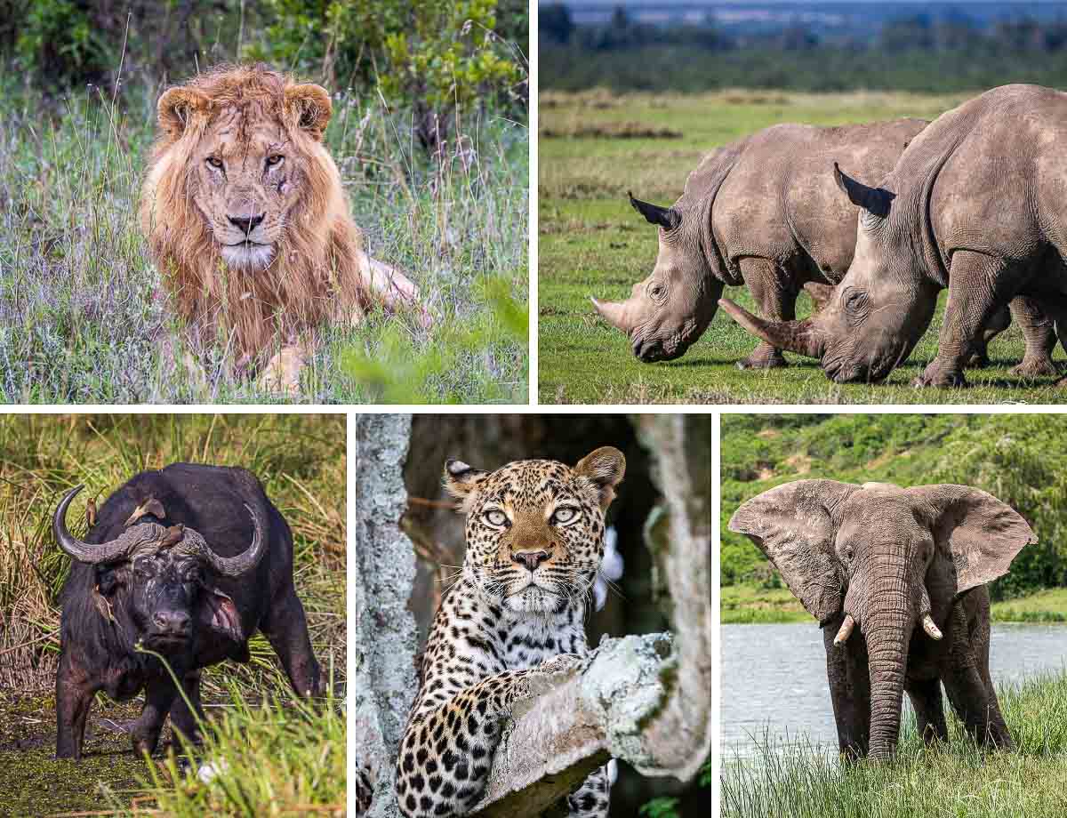 what is the best time to view the big five animals?